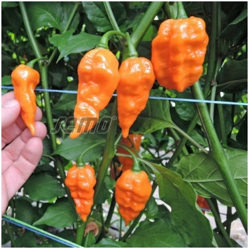 PIPARI - DRACO ORANGE - 100 sēklas