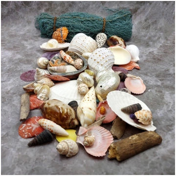 Seashell Variety Pack Assorted Mix B GRADE (Approx