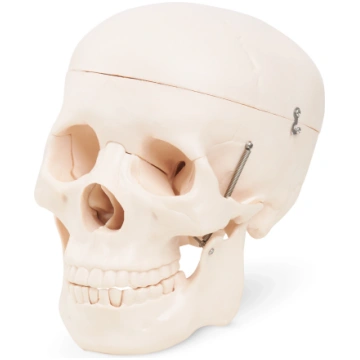 4Fizjo anatomiskais cilvēka galvaskausa modelis 1: