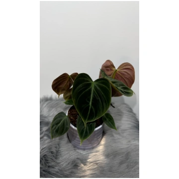 Philodendron verrucosum Choco Red augi-plants