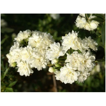 Rosa banksiae Alba-Rosa banksia Alba Donnadipiante