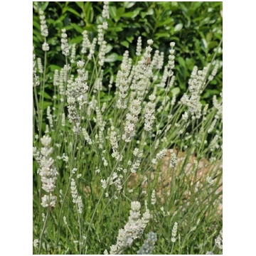 Lavandula angustifolia EXCEPTIONAL, 1 gb.,lūgums j