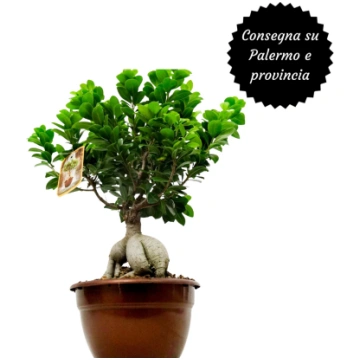 Bonsai di Ficus Polo Flowers Palermo
