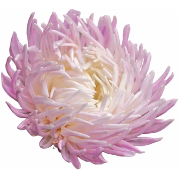 Asteres Dragon Rose Frost - Iespaidīgi balti ziedi