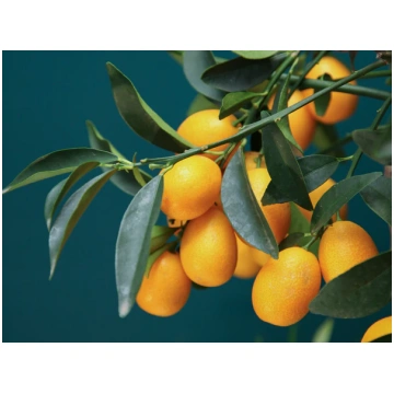 Mandarīnkoks | Citrus reticulata tacito