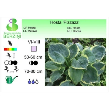 Hosta 'Pizzazz', Hosta