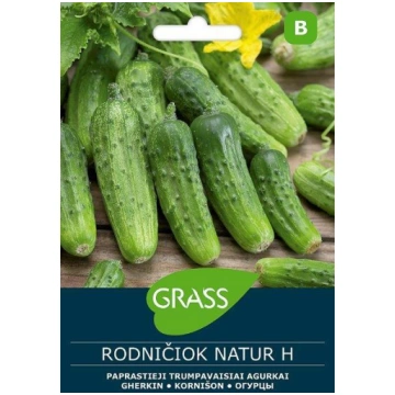 Parastā īsaugļu gurķu sēklas RODNIČIOK NATUR H, 1 