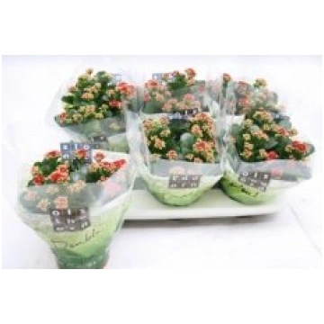 Telpaugi Kalanchoe double Rubio Red(Kalanhoja)