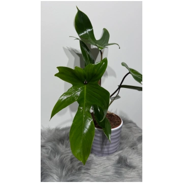 Philodendron Florida Green Augi-Plants