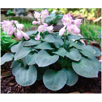 Hosta "Blue Mouse Ears"