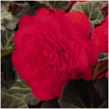 BEGONIA tuberhybrida MOCCA Cherry