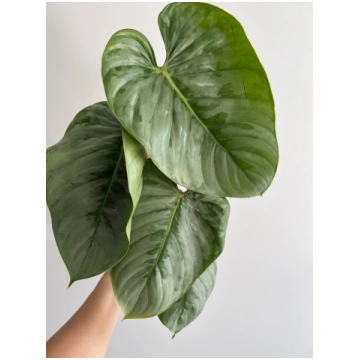 Philodendron sodiroi Augi-Plants