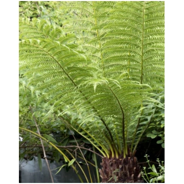 Dicksonia antarctica | A.M. ozoli