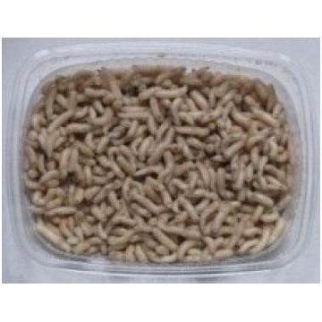 Mušu kāpuri 10gr ĒSMA 42111