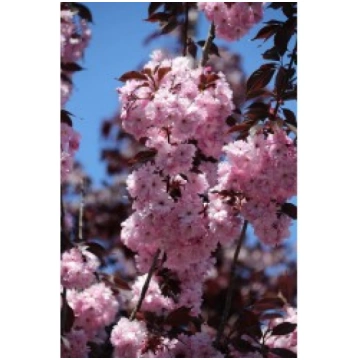 SAKURA ROYAL BURGUNDY 5 L KITI UŽSIENIO