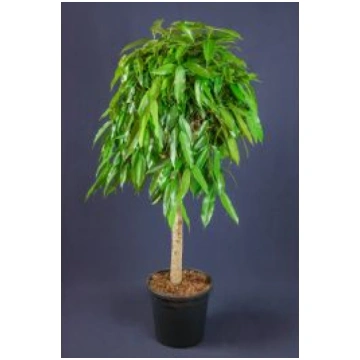 FICUS AMSTEL KING 140cm