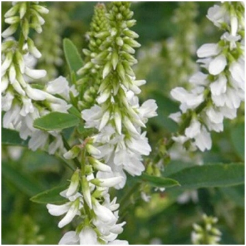 Baltais amoliņš (Melilotus albus L.) 1 kg