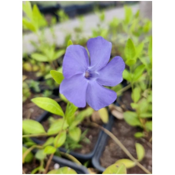 Vinca minor (Mazā kapmirte), konteiners P9