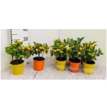 Telpaugi Citrus microcarpa(Citrusaugs)