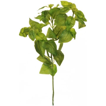 Basil sprig Casolaro Hotellerie