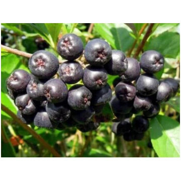 Aronia melanocarpa 'Hugin' Melnaugļu aro