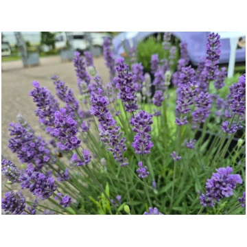 Lavandula angustifolia Think Twice | A.M. ozoli