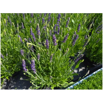 Lavandula angustifolia Spear Blue | A.M. ozoli