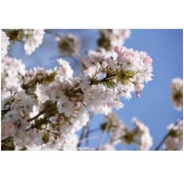 SAKURA AMANOGAWA PA 5 L KITI UŽSIENIO