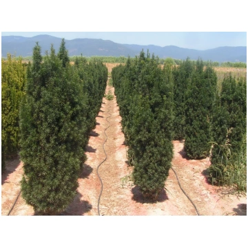 Taxus baccata Fastigiata Robusta Donnadipiante - V