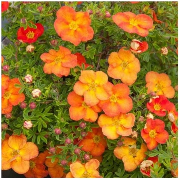 Klinšrozīte, parastā “Red Ace” /Potentilla frutico
