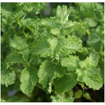 Japānas mohito mētra