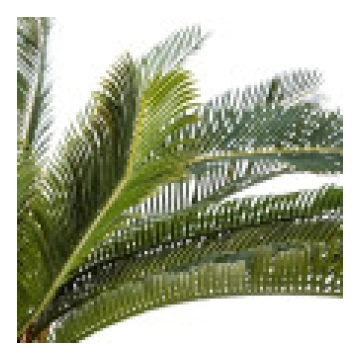 Atmosfēra Palma 68 cm podā [Atmosphera Drzewko pal