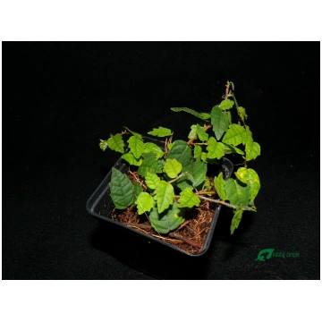 Ficus sp. scandens quercifolia Hobby Jungle