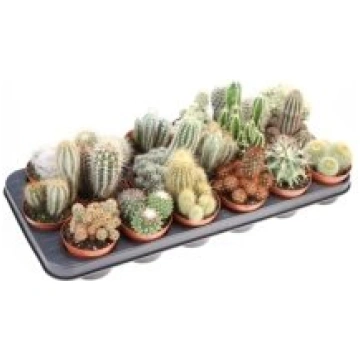 Telpaugi Cactus mix(kaktuss)