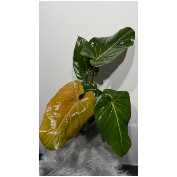 Philodendron Summer Glory Augi-Plants