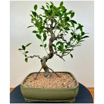 Tiger Bark Ficus Bonsai in 10-inch Ceramic Pot