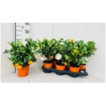 Telpaugi Citrus microcarpa(citrusaugs)