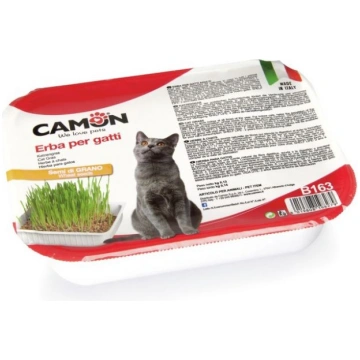 Camon grass - Zāle kaķiem (auzas) auzas Camon (Ita