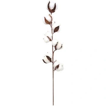 Cotton branch Casolaro Hotellerie SpA
