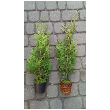 Tuje Brabant Thuja Brabant 30-50cm 0,5-1L Topf 72,