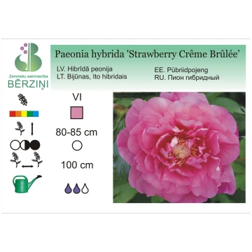 Paeonia hybrida 'Strawberry Crême Brûlée&apos