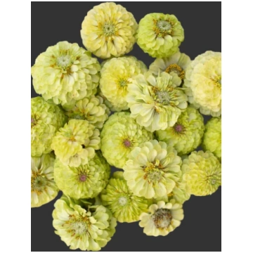 Cinnija Queeny Lime | Dāliju ziedu Gleznā cinnija 