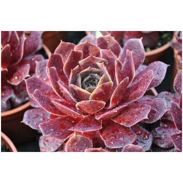 Sempervivum hybrida BigSam Ruby Star Imp. 1 gb., l