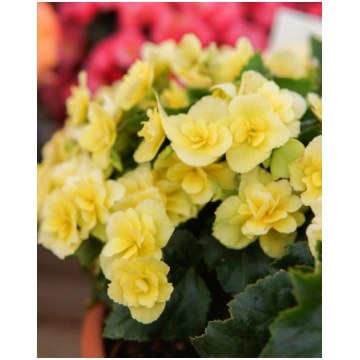 Begonia elatior BK Collection Yellow BEEL 4681 | A