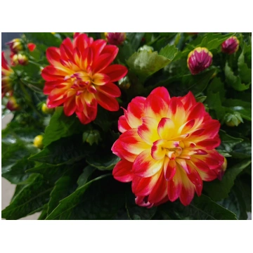 Dahlia hortensis Labella Medio Fun Flame | A.M. oz