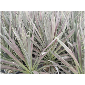Cordyline australis Choco Mint-Cordyline australis