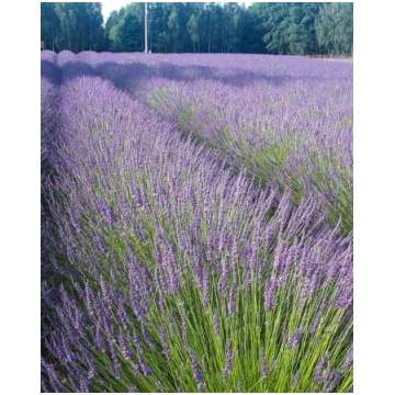Lavandula intermedia Phenomenal | A.M. ozoli
