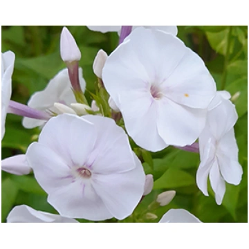 Floksis skarainais 'Adessa White', Phlox