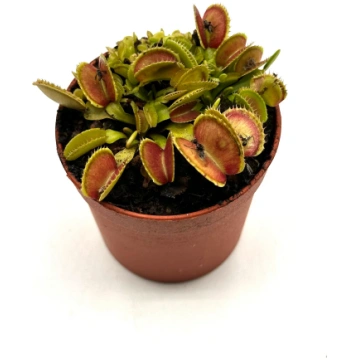 Dionaea Muscipula "Isistius" Caput Mundi Labs