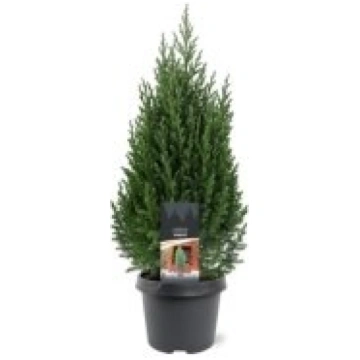 Stādi Juniperus chin. "Stricta"(Kadiķis)